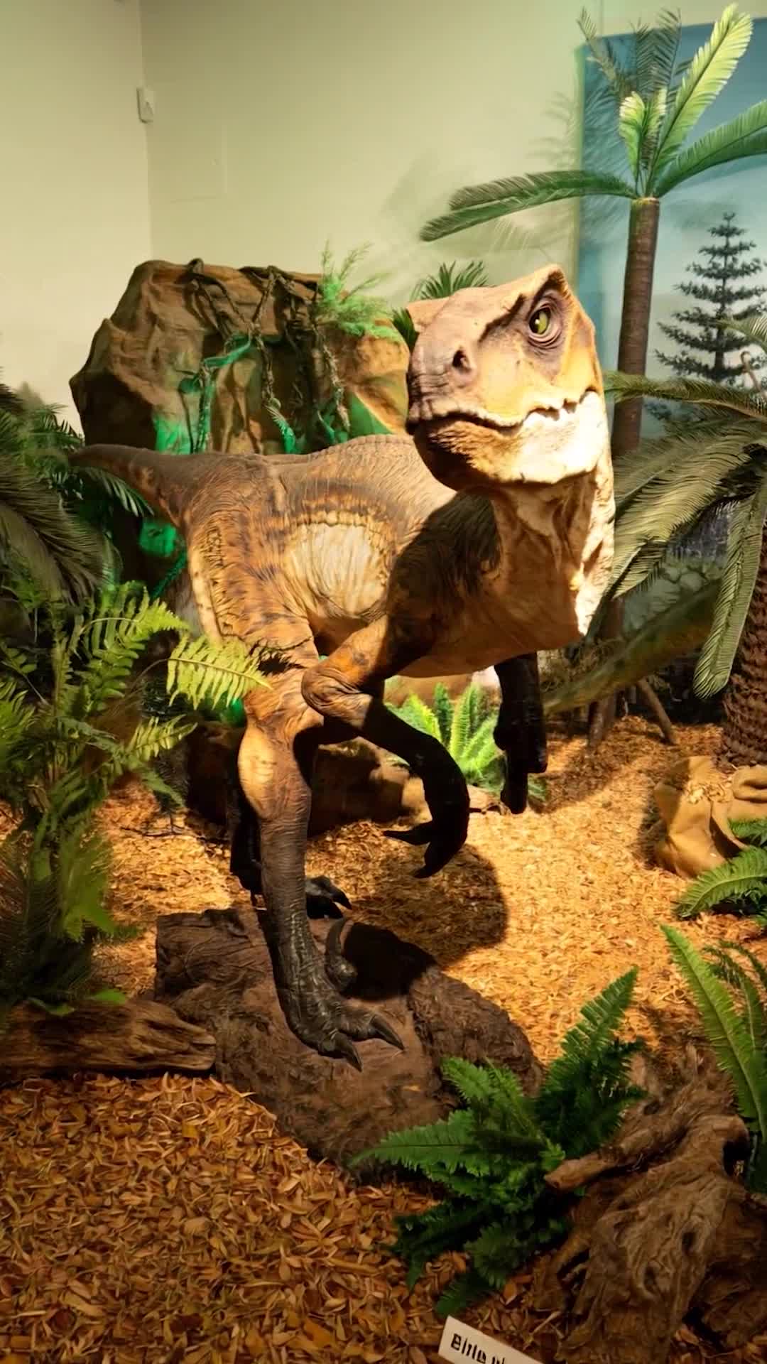 Dinosaurier-Figur in einer Ausstellung mit Pflanzen – Reel